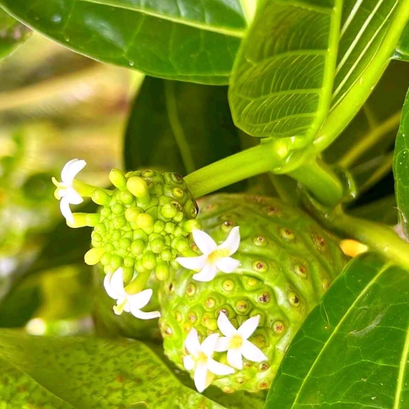 ノニマイページ！